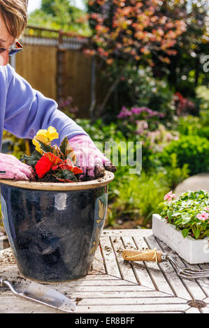 Senior donna estate piantare piante di biancheria da letto a pentole. Foto Stock