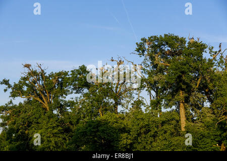 Vogelkolonie, Landschaftsgarten, UNESCO Weltkulturerbe, Lednice, Kreis Breclav Südmähren, Tschechien Foto Stock