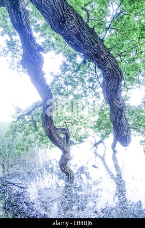 Eiche (Quercus), Landschaftsgarten, UNESCO Weltkulturerbe, Lednice, Kreis Breclav Südmähren, Tschechien Foto Stock