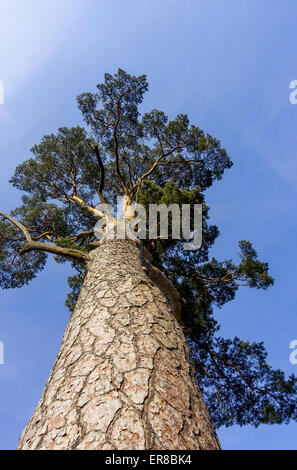 Schlangenhautkiefer (Pinus sp.), Landschaftsgarten, UNESCO Weltkulturerbe, Lednice, Kreis Breclav Südmähren, Tschechien Foto Stock