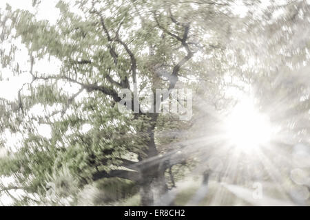 Eiche (Quercus), Landschaftsgarten, UNESCO Weltkulturerbe, Lednice, Kreis Breclav Südmähren, Tschechien Foto Stock