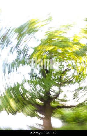 Eiche (Quercus), Landschaftsgarten, UNESCO Weltkulturerbe, Lednice, Kreis Breclav Südmähren, Tschechien Foto Stock