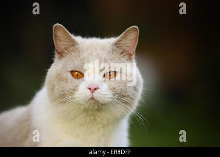 British Shorthair ritratto Foto Stock