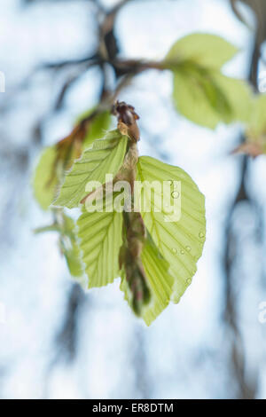 Gocce di acqua su foglie di albero Foto Stock