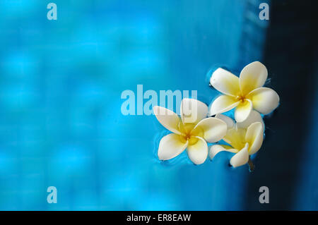 Il frangipani bianco plumeria fiori galleggianti su acqua blu in aroma terapia spa Foto Stock