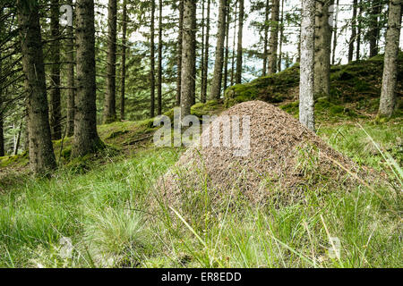 Formicaio in foresta Foto Stock