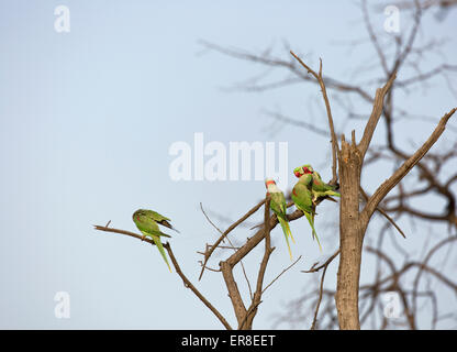 Alessandrina Parrocchetti a secco su un ramo di un albero da baciare, cercando e pulizia themselvels Foto Stock