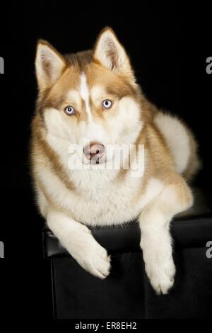 Giacente Siberian Husky Foto Stock