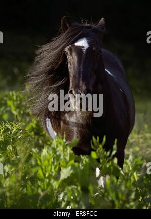 Irish Tinker ritratto Foto Stock