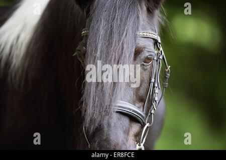 Irish Tinker eye Foto Stock