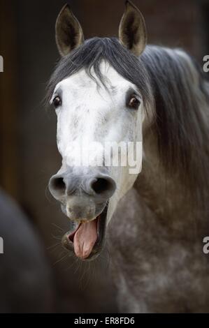 Pura Raza Española ritratto Foto Stock