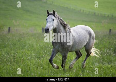 Al galoppo Pura Raza Española Foto Stock