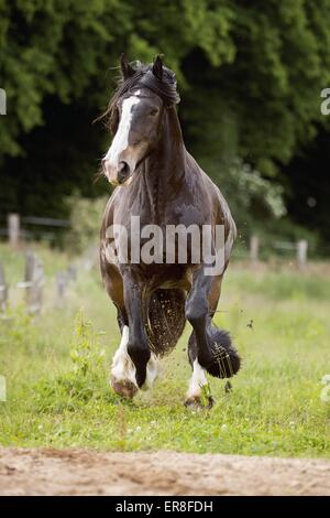 Al galoppo Shire Cavallo Foto Stock