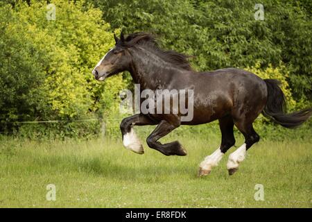 Al galoppo Shire Cavallo Foto Stock