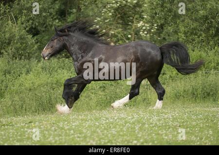 Al galoppo Shire Cavallo Foto Stock