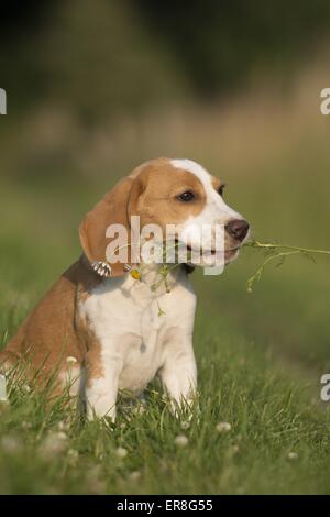 Beagle giovane Foto Stock