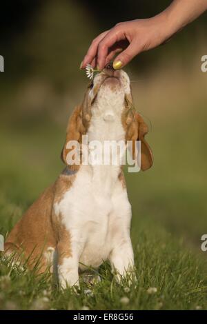 Beagle giovane Foto Stock