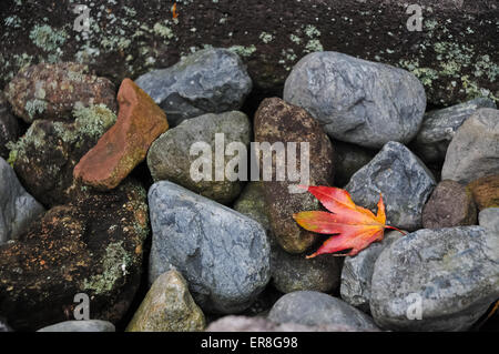 Red maple leaf su pietre di fiume e lo sfondo di muschio Foto Stock