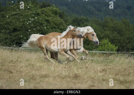 2 al galoppo cavalli avelignesi Foto Stock