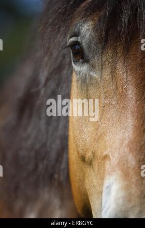 horseyey Foto Stock