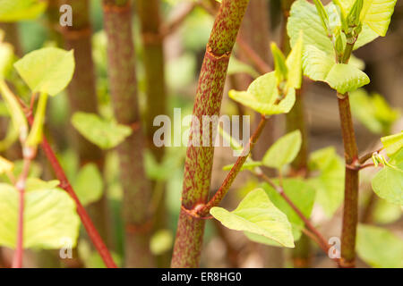 Knotweed giapponese (Fallopia japonica) gambo o peduncolo Foto Stock