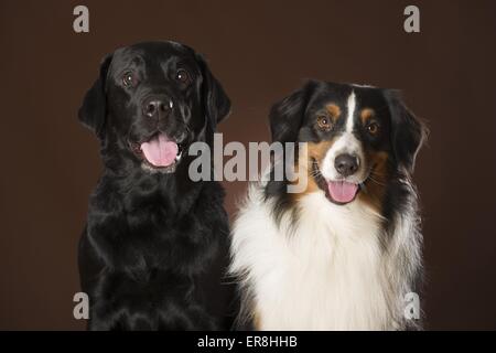 2 cani Foto Stock