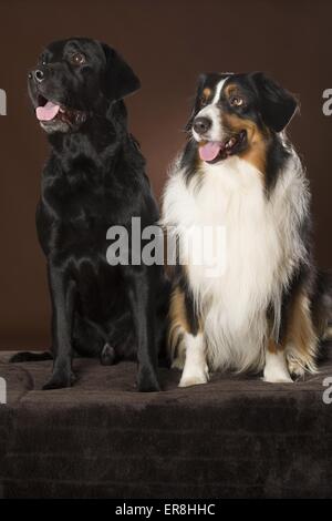 2 cani Foto Stock