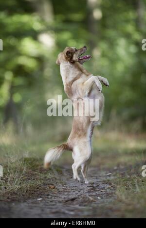 Mongrel mostra trucco Foto Stock