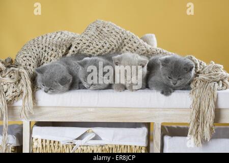 4 British Shorthair Kitten Foto Stock