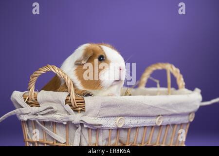 Smooth-hairedm cavia Foto Stock