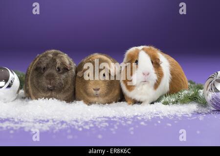 3 porcellini d'India Foto Stock