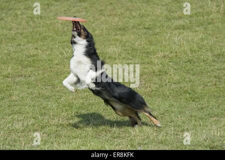 Riproduzione di Miniature pinscher Foto Stock