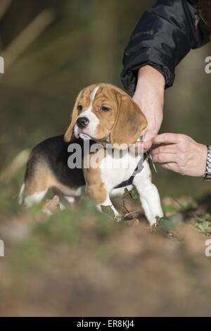 Cucciolo di Beagle Foto Stock