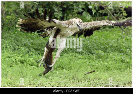 Aquila marziale con KILL Foto Stock