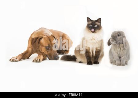 Cane, gatto e coniglio Foto Stock