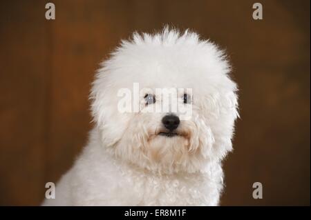 Bichon Frise ritratto Foto Stock