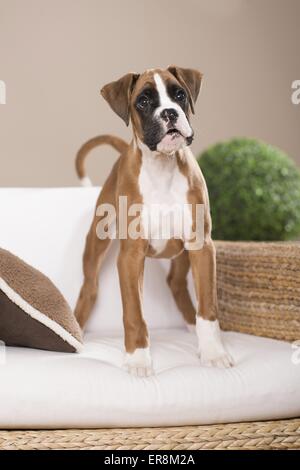 Boxer tedesche cucciolo Foto Stock