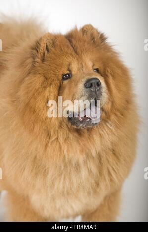 Ritratto Chow-Chow Foto Stock