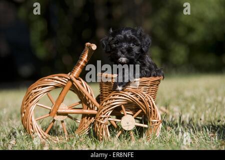 cucciolo di Havanese Foto Stock