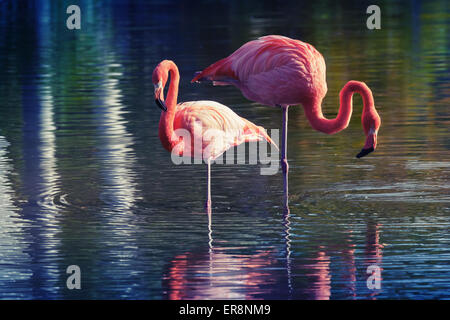 Due fenicotteri rosa in piedi in acqua con riflessi. Foto stilizzata con colorati la correzione delle tonalità vecchio stile di effetto del filtro Foto Stock