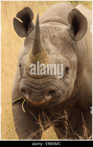 Rinoceronte nero Foto Stock