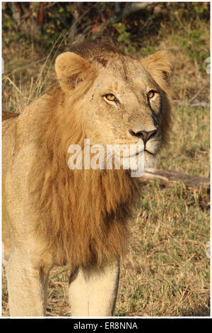 Maschio di Leone fauna africana Foto Stock