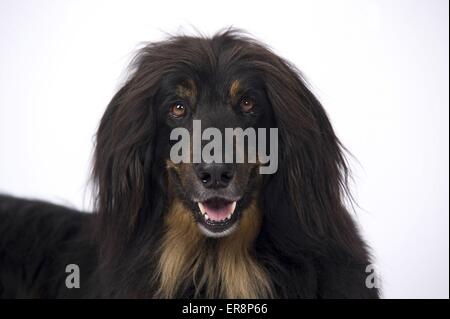 Hovawart-Mongrel ritratto Foto Stock