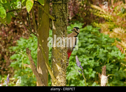 Femmina di Picchio rosso maggiore su Cherry tronco di albero Foto Stock