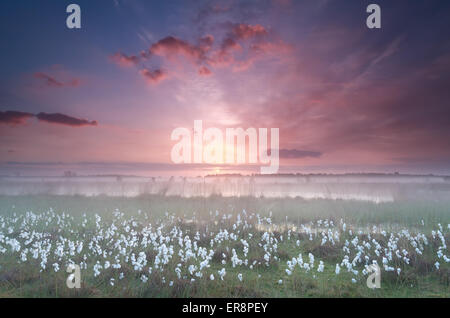 Misty sunrise over palude con cottongrass, Kampina, Brabante Settentrionale, Paesi Bassi Foto Stock