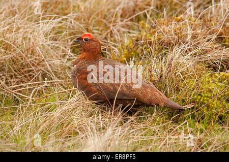 Maschio di gallo forcello rosso in primavera Foto Stock