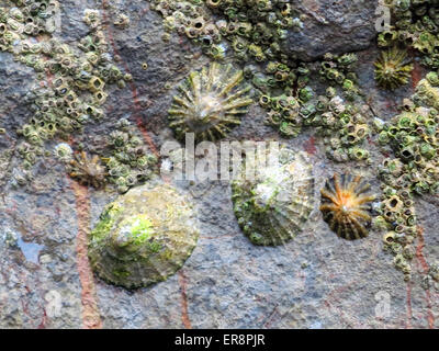 Patelle e cirripedi su una roccia Foto Stock