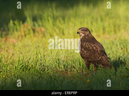 Selvatica comune poiana, Buteo buteo sul terreno in serata la luce solare Foto Stock