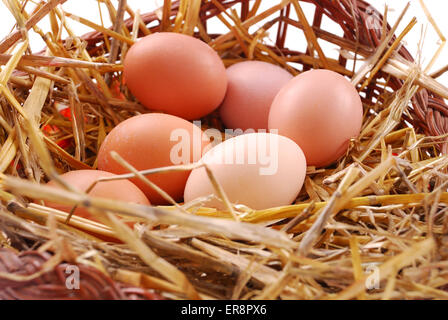 Uova di colore marrone al fieno nel cestello. Foto Stock