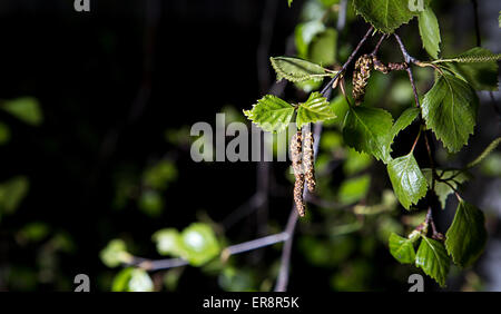 Betulla foglie con capsula di sementi Foto Stock